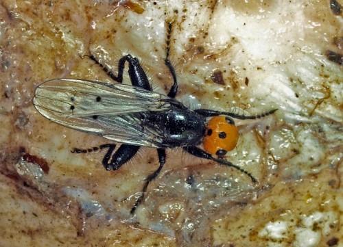 Linsenfliege (Thyreophora cynophila)